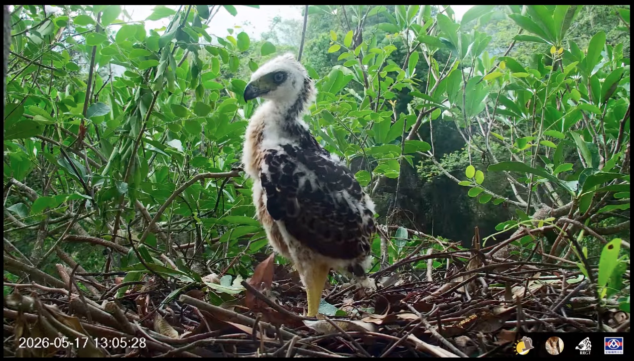 A crested snake eagle chick