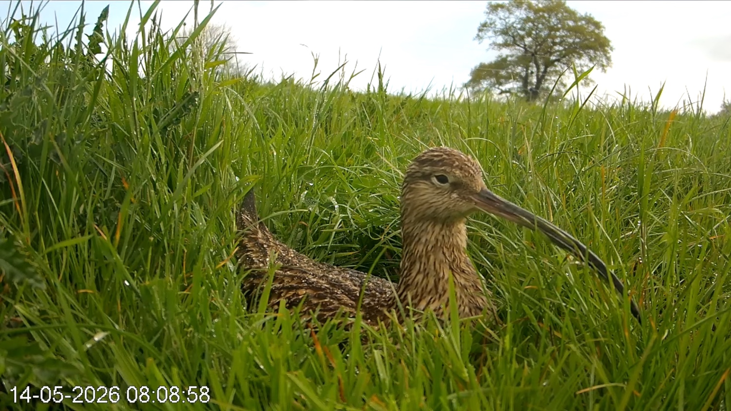 A Eurasian curlew in long green grass
