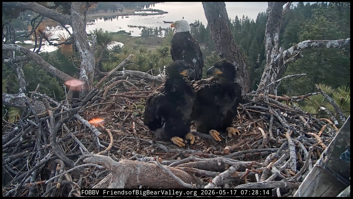 Two bald eagle chicks