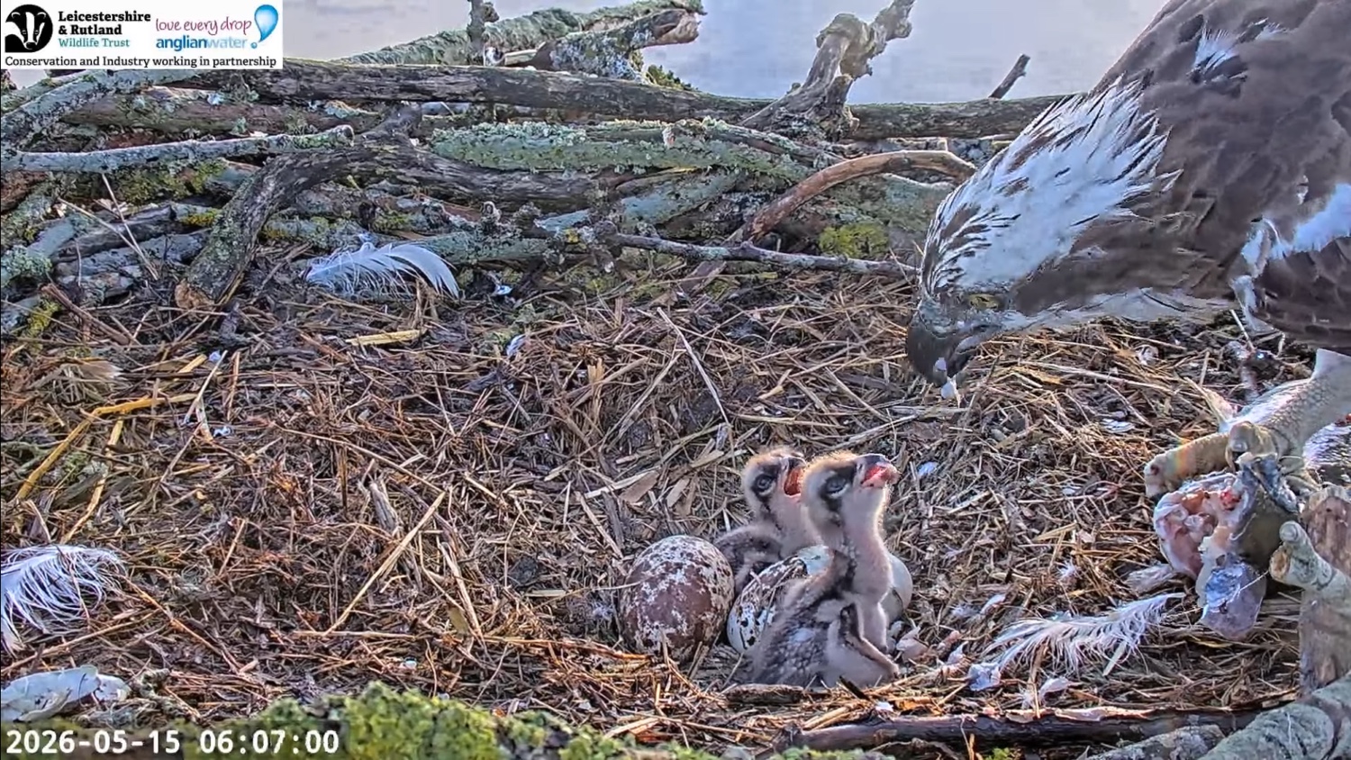 Two osprey chicks being fed