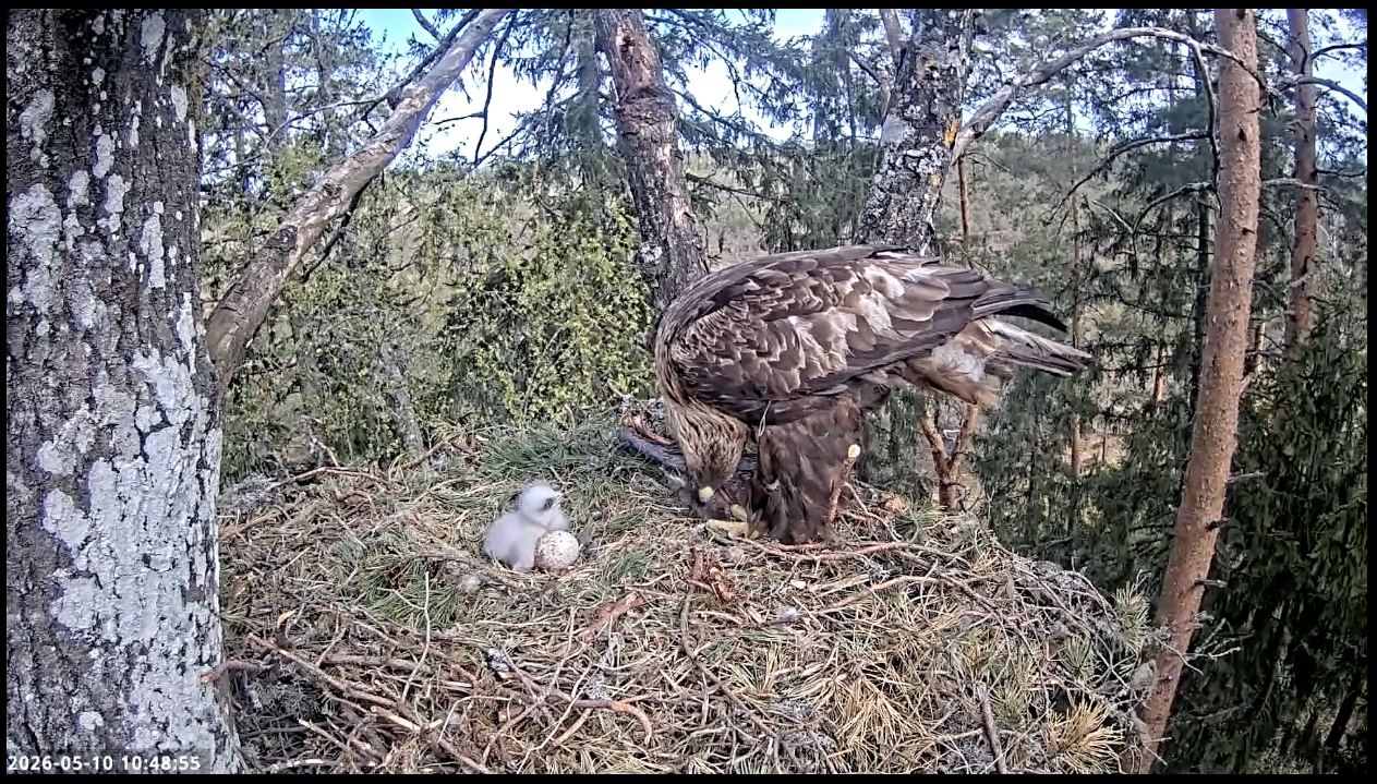 Golden eagle chick and an unhatched egg