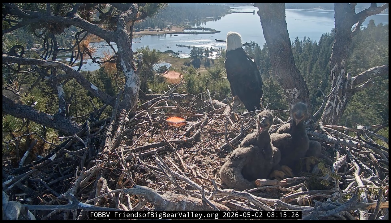 Two bald eagle chicks in the nest with a parent in the background