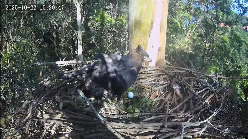 crowned eagle "UFO" with her new egg
