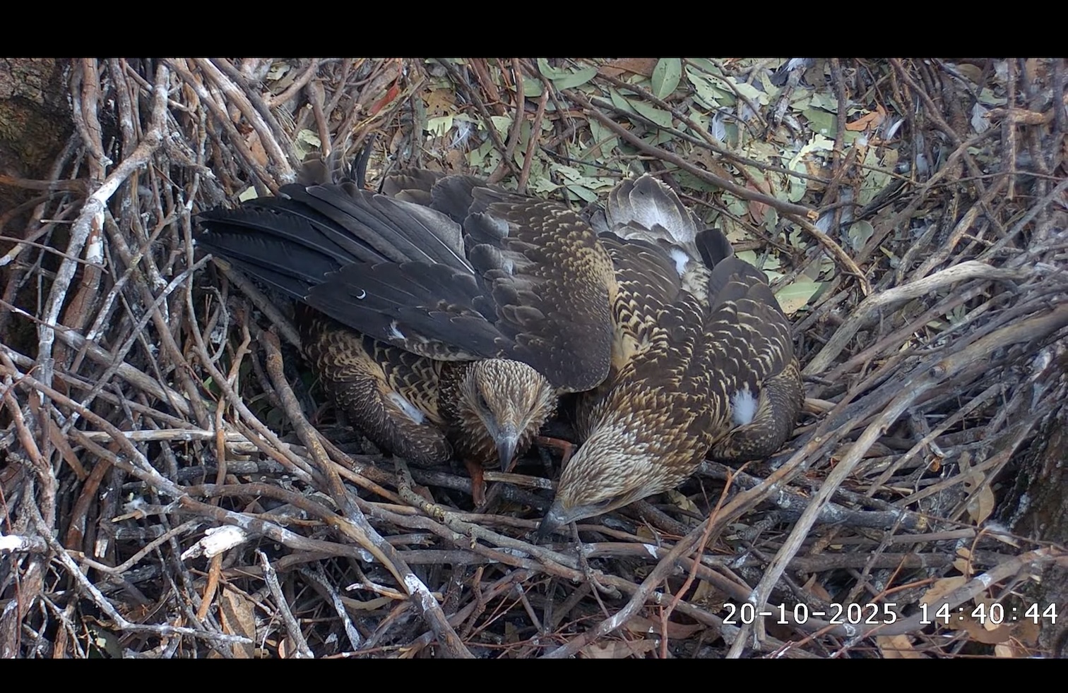 Sea Eagle chicks lying in the nest