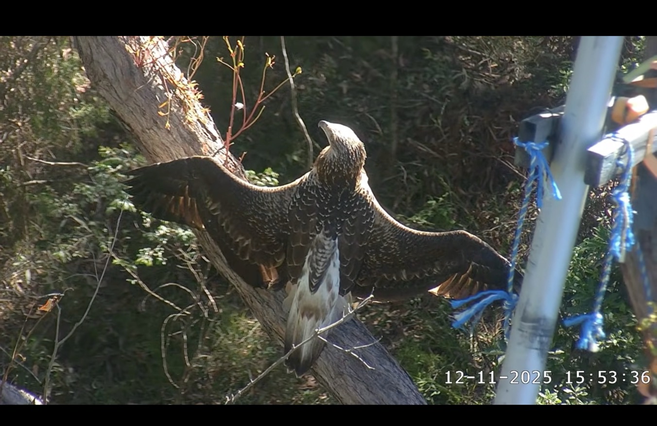 sea eagle in heraldic pose