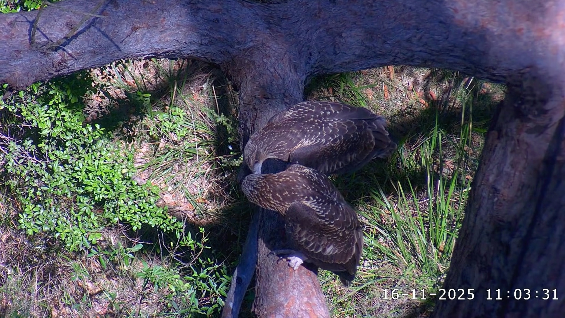 sea eagle chicks looking at each other