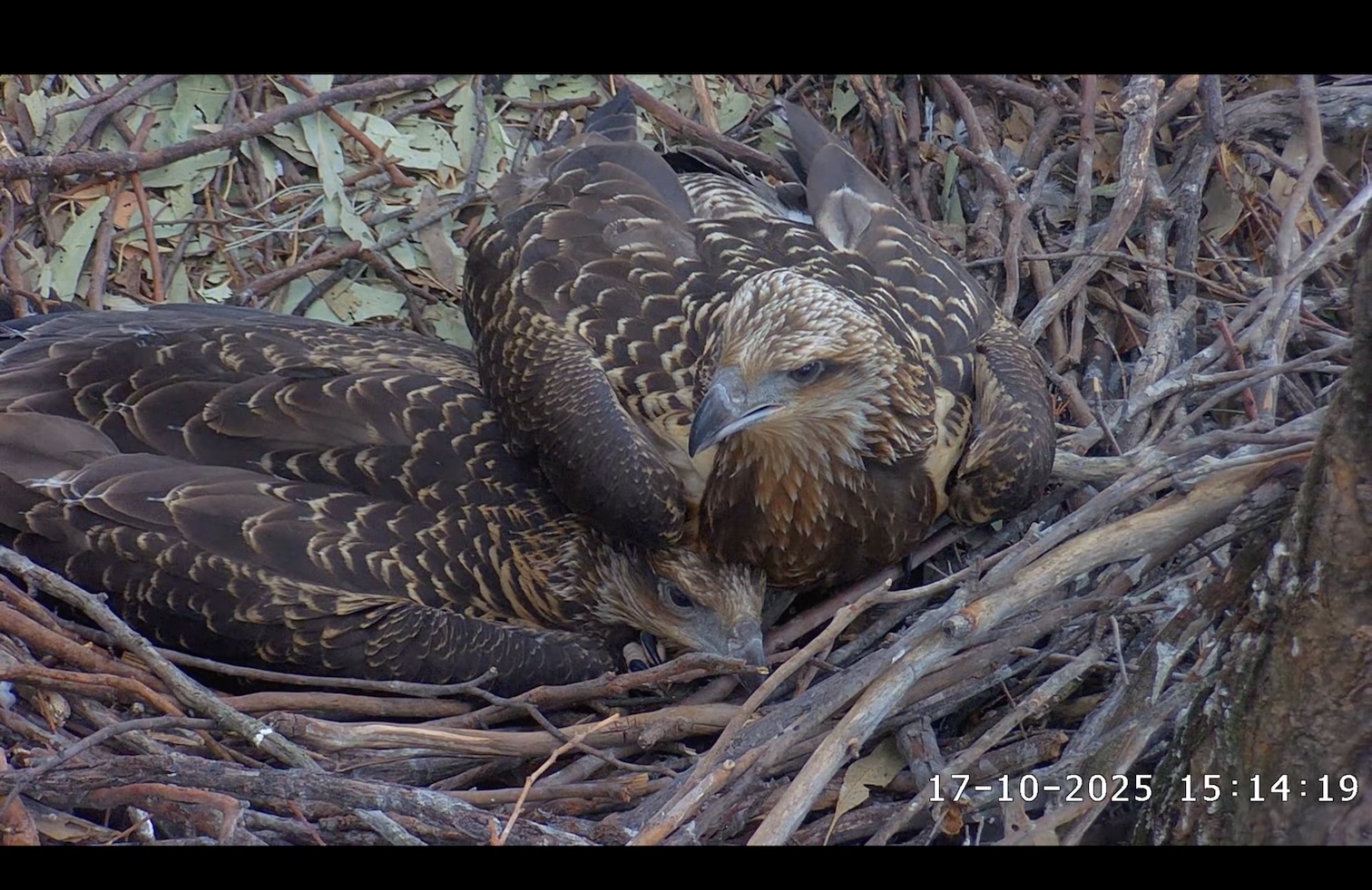 Sea Eagle siblings on top of each other