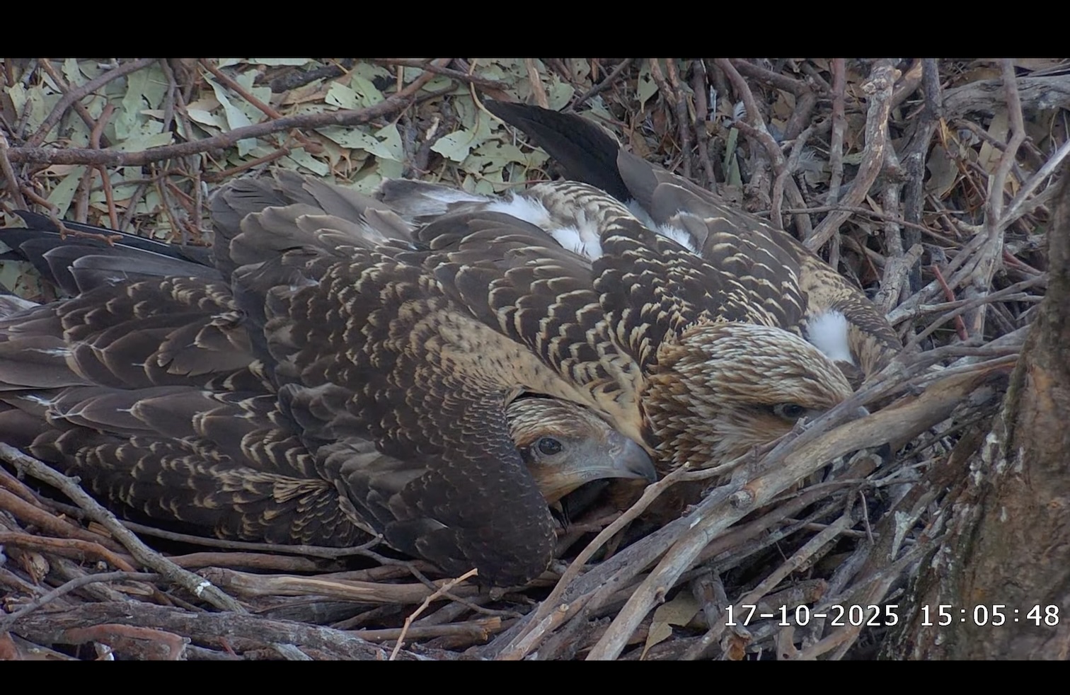 Sea Eagle siblings in the nest